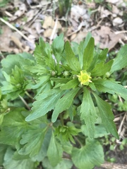 Ranunculus abortivus
