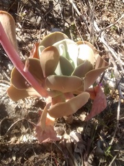 Gibbiflorae