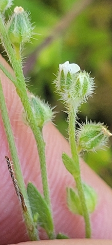 iNaturalist observation photo of Popcornflowers