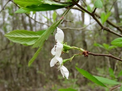 Crataegus opaca