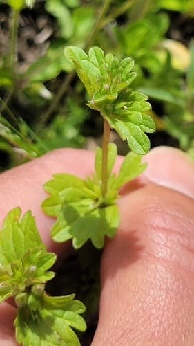 iNaturalist observation photo of henbit deadnettle