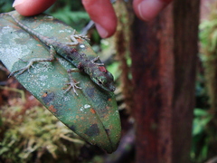 Anolis gemmosus