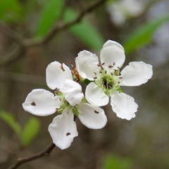 Crataegus opaca