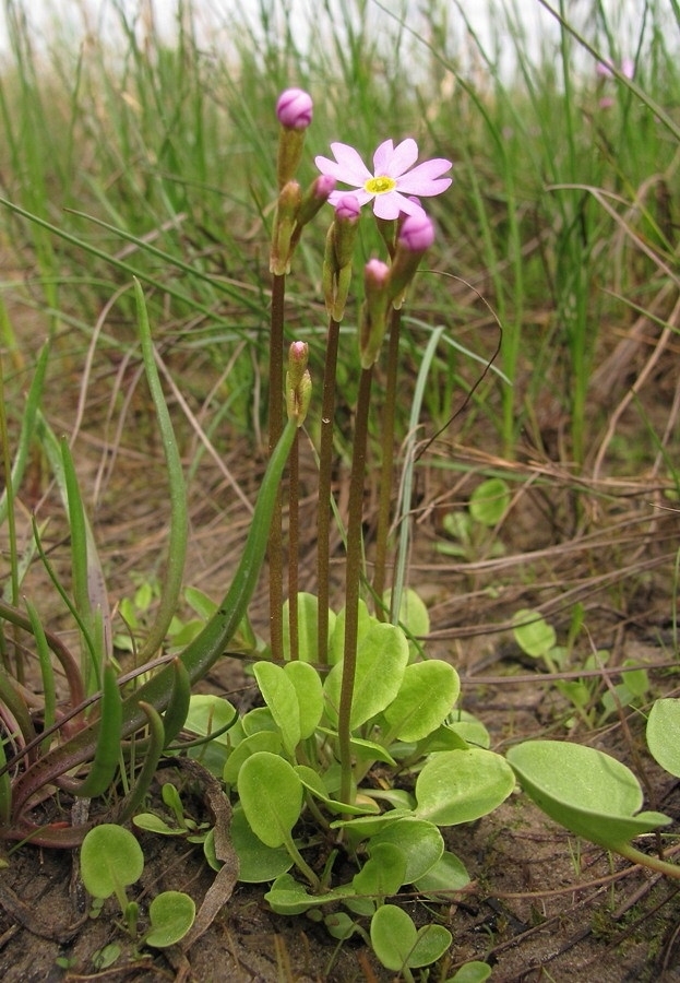 Primula finmarchica