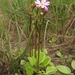 Primula finmarchica - Photo (c) Gennadiy Okatov,  זכויות יוצרים חלקיות (CC BY-NC), הועלה על ידי Gennadiy Okatov