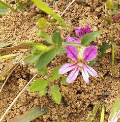 Cuphea glutinosa, photograph author not stated, no rights reserved