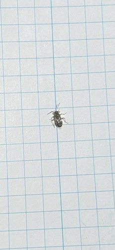 iNaturalist observation photo of Hyaline Grass Bug
