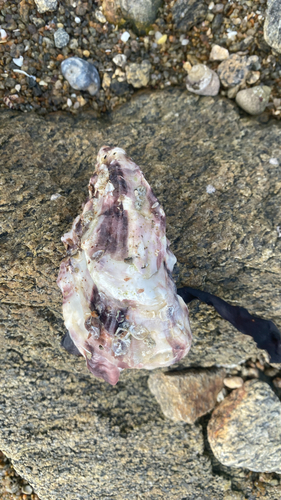 Magallana gigas