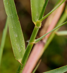 Phragmites frutescens