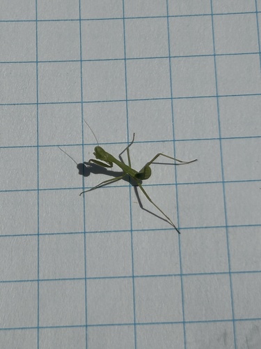 iNaturalist observation photo of Arizona Mantis