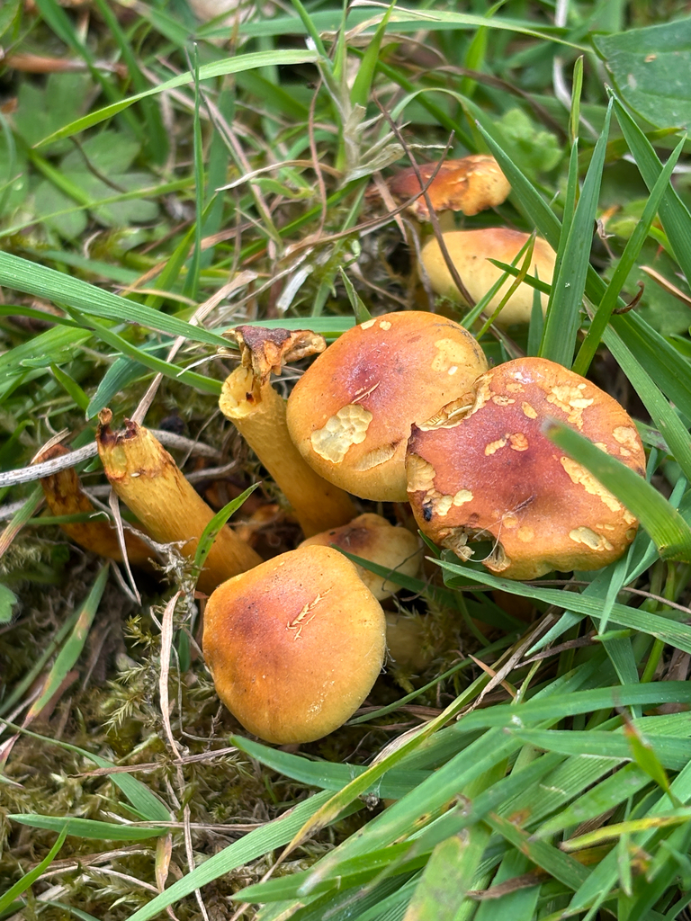 Hypholoma fasciculare · April 2026 · photo: © josehigas (iNaturalist, cc-by)