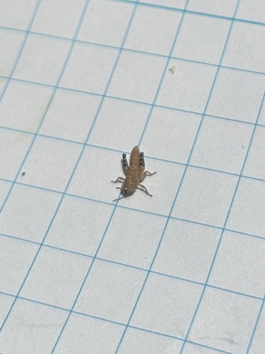 iNaturalist observation photo of Bandwing Grasshoppers