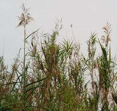 Phragmites frutescens