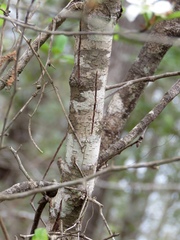 Crataegus opaca
