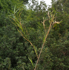 Phragmites frutescens