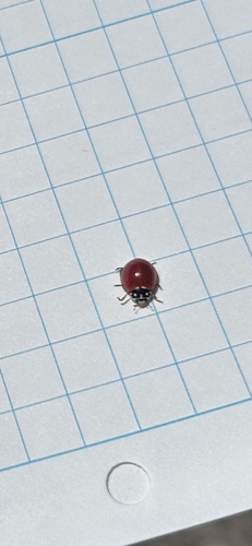 iNaturalist observation photo of Spotless Lady Beetle
