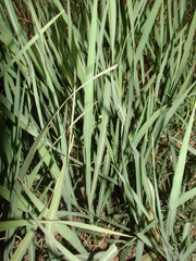 Echinochloa helodes