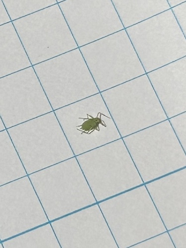 iNaturalist observation photo of Acyrthosiphon