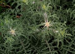 Centaurea procurrens