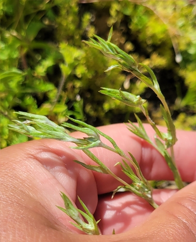 iNaturalist observation photo of narrowleaf cottonrose