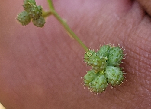 iNaturalist observation photo of Poison sanicle