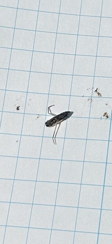 iNaturalist observation photo of Typical Backswimmers