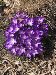 Crocus