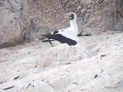 Sula dactylatra melanops