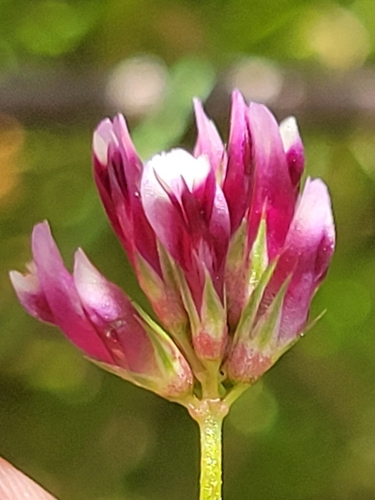 iNaturalist observation photo of pinpoint clover