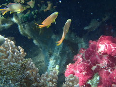 Pseudanthias huchtii
