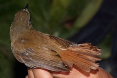 Cyornis ruficauda