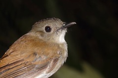 Cyornis ruficauda