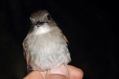 Cyornis ruficauda