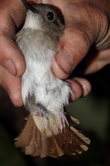Cyornis ruficauda