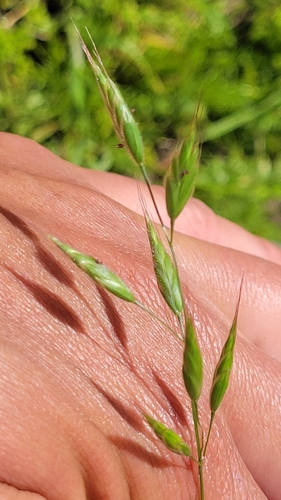 iNaturalist observation photo of common soft brome