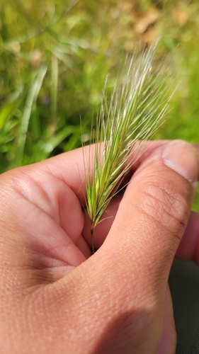 iNaturalist observation photo of wall barley