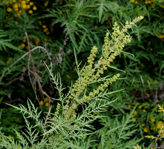 Ambrosia confertiflora