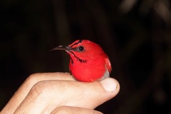 Aethopyga temminckii