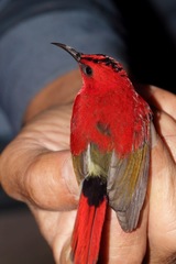 Aethopyga temminckii