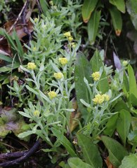 Pseudognaphalium affine