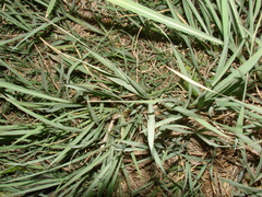 Echinochloa helodes