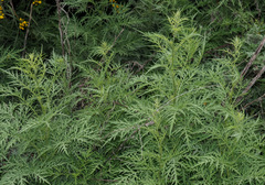 Ambrosia confertiflora