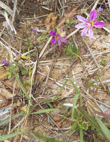 Cuphea glutinosa, photograph 5