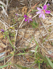 Cuphea glutinosa, photograph author not stated, no rights reserved