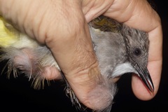 Hemixos cinereus connectens
