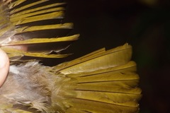 Hemixos cinereus connectens
