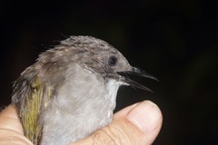 Hemixos cinereus connectens