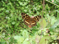 Anthanassa drusilla drusilla