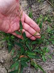 Dichanthelium ravenelii