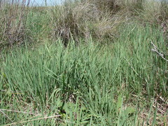 Echinochloa helodes